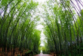 蜀南竹海《休闲》汽车2日游 赠送李庄古镇