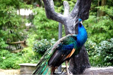 碧峰峡.上里古镇《纯玩》2日游  动物园+植物园