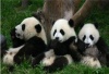 成都九寨沟黄龙-都江堰熊猫乐园 品质6天5晚旅游 