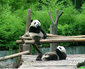 成都熊猫基地、广汉三星堆1日游