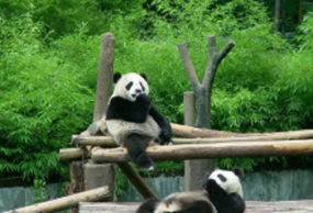 成都熊猫基地 广汉三星堆一日游