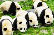 熊猫基地+都江堰《纯玩》一日游